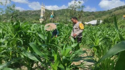 Sinergi Polsek Gerung dan Petani Jaga Stok Pangan