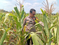 Dukung Astacita Presiden, Polsek Kenduruan Polresta Tuban Pantau Perkembangan Tanaman Jagung Petani