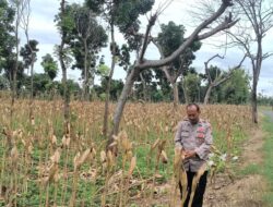 Polri Dukung Astacita, Polsek Merakurak Polresta Tuban Turun Cek Tanaman Jagung Warga di Desa Tuwiri Wetan