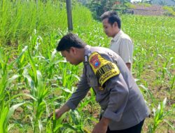 ANGGOTA POLSEK GRABAGAN SAMBANG DESA BINAAN, PANTAU LAHAN JAGUNG DAN MEMASTIKAN SISTEM IRIGASI MASIH LANCAR