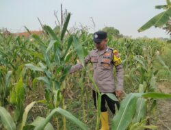 Dukung Astacita Presiden, Polsek Kenduruan Polresta Tuban Pantau Perkembangan Tanaman Jagung Petani